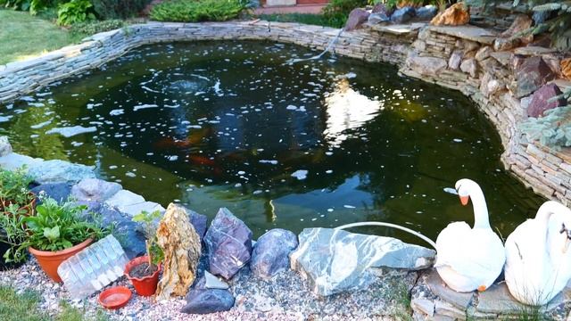 Декоративный пруд на даче своими руками с карпами смотреть онлайн