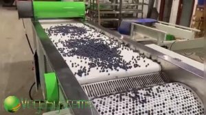 Калибровка голубики, черники, сортировка ягод Vega Berry 250