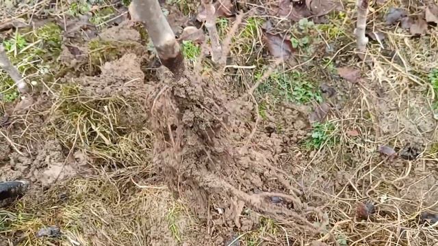 Саженцы яблони на подвое р60. 2023 смотреть онлайн