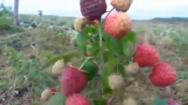 Малина Пингвин поздний урожай смотреть онлайн