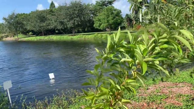 Palma Sola Botanical Park pt1 смотреть онлайн