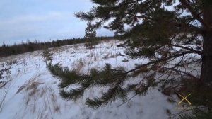 Зимняя охота на тетерева с чучелами. Шикарный налёт. Winter grouse hunting.