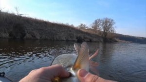 Весенняя рыбалка на Оке на поплавок .Дальше запрет,ловля с берега до 10 июня .Ремикс.