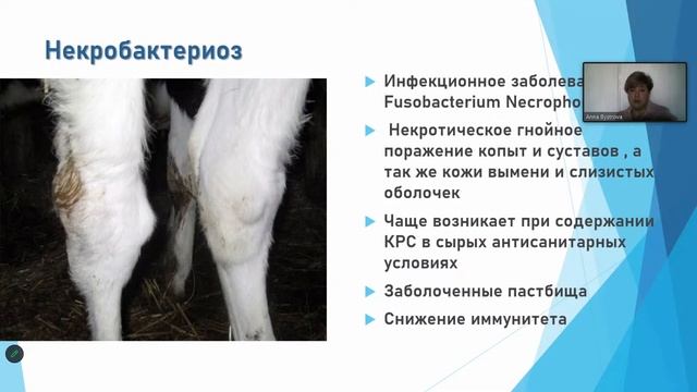 04.04 Анна Быстрова "Копытные вопросы" на ферме. Проблемы и решения" смотреть онлайн