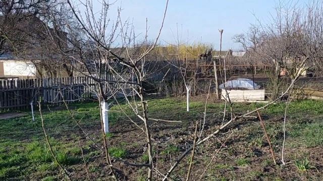 #361ОБРЕЗАЛА ПЕРСИК/обзор огорода на 05.04.2022 смотреть онлайн