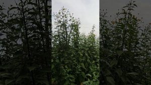 Зацвёл топинамбур 1 октября!! Что нужно сделать.