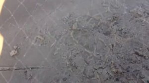 Ловля на косынку. Конец сентября.