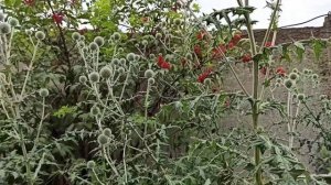 Подсадка маток ИО через рамочный изолятор ч.1