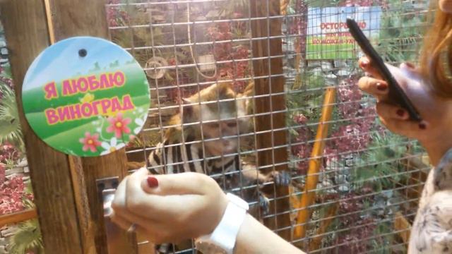 Парк бабочек в Казани птенчики смотреть онлайн