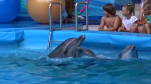 Дельфинарий ДЖУБГА 2016