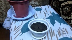 Лавр благородный. Размножение черенками.Часть 2.