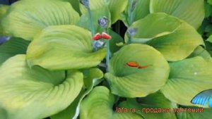 Хоста гибридная Сам энд Сабстэнс (hosta) ? обзор: как сажать, рассада хосты Сам энд Сабстэнс