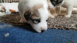 Пиренейская горная собака, щенки питомник ЯКОГОР.