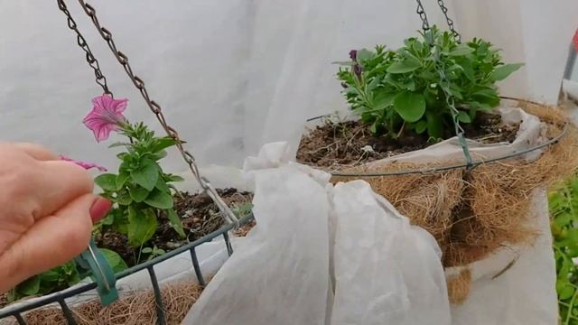 Как вырастить ПЕТУНИИ в экстремальных холодных условиях
