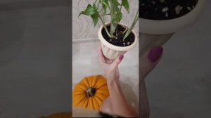 Сингониум Ушковидный. Что делать, если Сингониум  хочет быть лианой, а хозяйка хочет пышный кустик.