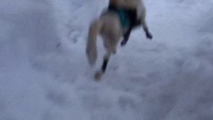 Конная прогулка/Шляйх