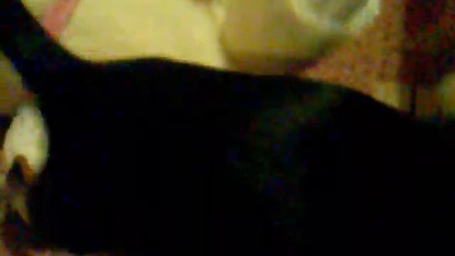 Девочка чихуахуа с игрушкой. смотреть онлайн