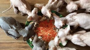 Еда для котят от 2 месяцев | Быстро и вкусно!#котики #сфинксы
