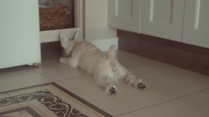West highland white terrier / Вест хайленд уайт терьер