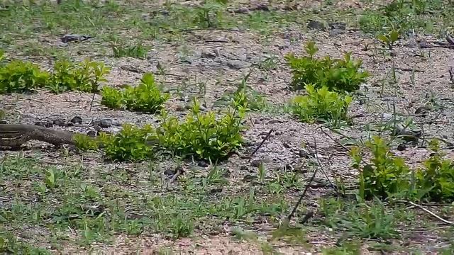 Djuma: Two Water Monitor Lizards on the move - 09:55 - 11/26/19 смотреть онлайн