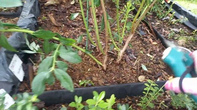 формировка куста голубики после плодоношения смотреть онлайн