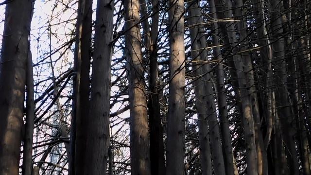 Старая туевая аллея в осеннем Кисловодском парке смотреть онлайн