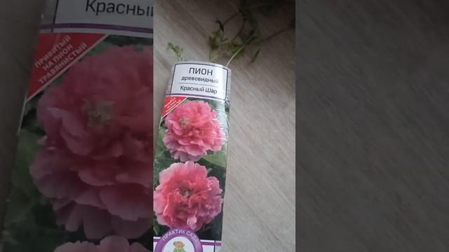 Покупка пиона и клематиса из интернет -магазина Цветок шоп