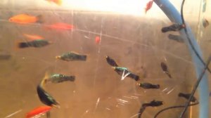 Меченосцы. Чёрные с прозрачными плавниками