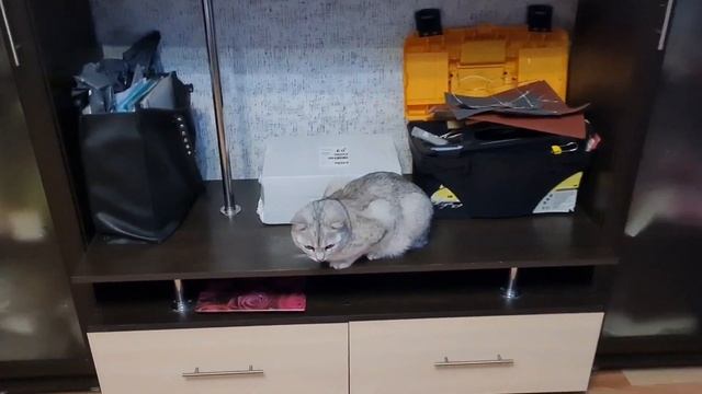 ВЛОГ Ох уж эти длинные выходные/ Еда еда еда ? смотреть онлайн