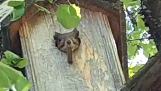 Белка ? забралась в скворечник