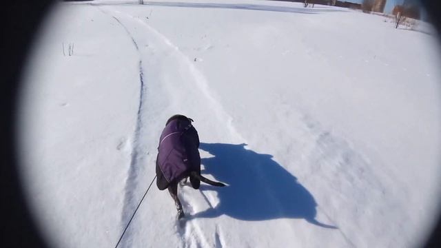 Жужа и след зверя смотреть онлайн