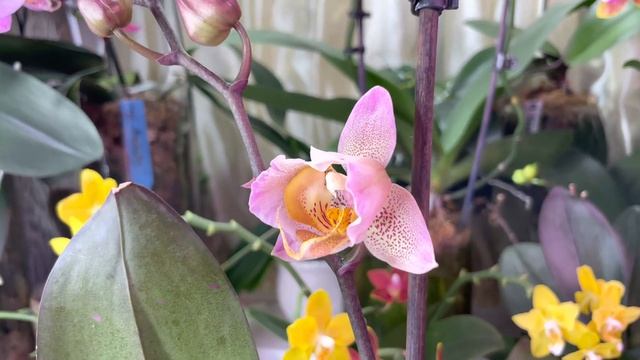 Как расцветают мои мини орхидеи. смотреть онлайн