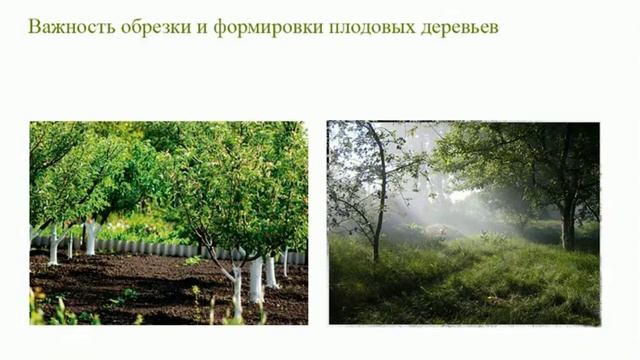 Важность обрезки и формировки плодовых деревьев. Обрезка деревьев от А до Я. Вебинар. Часть 1. ©