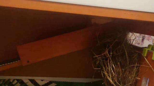 Стеллаж для морской свинки своими руками. смотреть онлайн