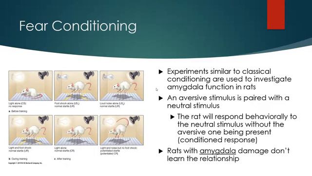 Cognitive Neuroscience of Emotion - Neural Structures