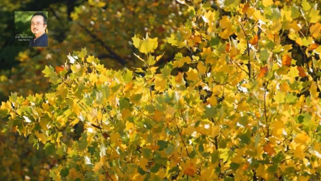 チャイコフスキー：2月 冬おくりの祭 / ダン・タイ・ソン 2007 смотреть онлайн