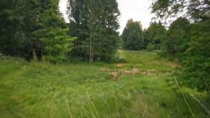 Заброшенная Марийская деревня с 10 домами зато красиво и спокойно