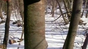 Изготовление традиционного лука в домашних условиях 1/3. Заготовка дерева.