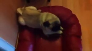 Злой мопс / angry pug