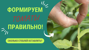 ФОРМИРУЕМ ТОМАТЫ: КОГДА СКОЛЬКО СТЕБЛЕЙ ОСТАВЛЯТЬ?
Хитрый способ формирования томатов.