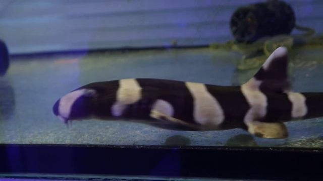 Кошачья бамбуковая акула смотреть онлайн