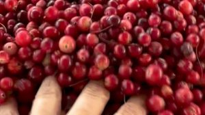 Клюква. ОСЕНЬ 2024