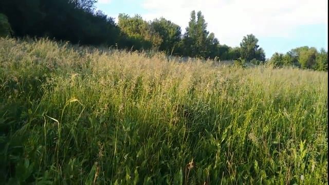 Поиск чермета-металлолома с металлоискателем 12 июня коп ))