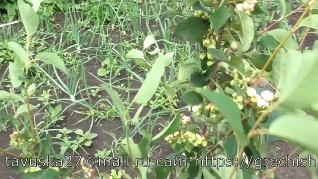 АЛЬТАГЛОУ белоплодный сорт ирги