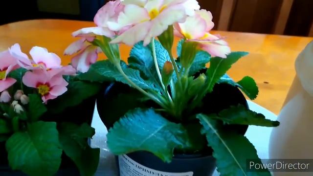 Примула посадка и уход (новинки для дачи) смотреть онлайн