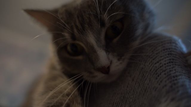 Киса смотреть онлайн