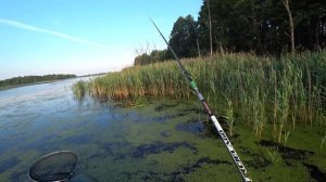 Тихая охота на крупную красноперку в ряске. Рыбалка с лодки на удочку с боковым кивком