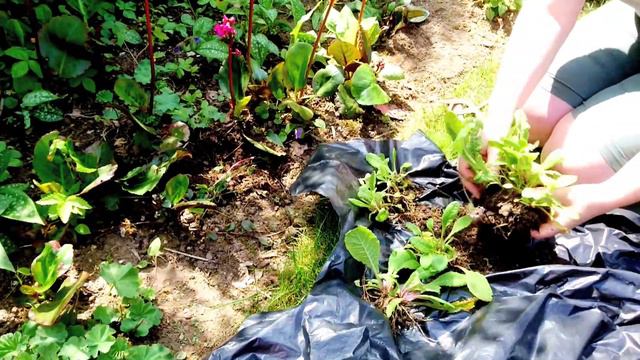 Primrose Division | Karen Holley Garden Design смотреть онлайн