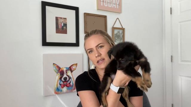 Meet our new puppy! | Pomchi Puppy смотреть онлайн