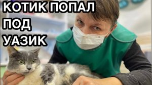 Спасение животных_ По котёнку проехал уазик_ Срочно летим в клинику